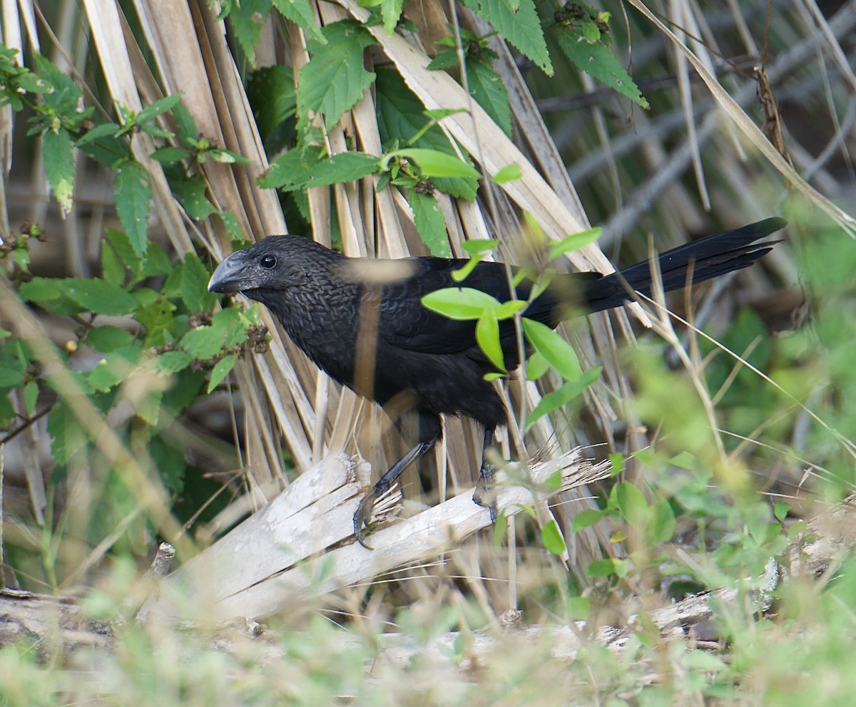 Smooth-billed Ani - ML647244969