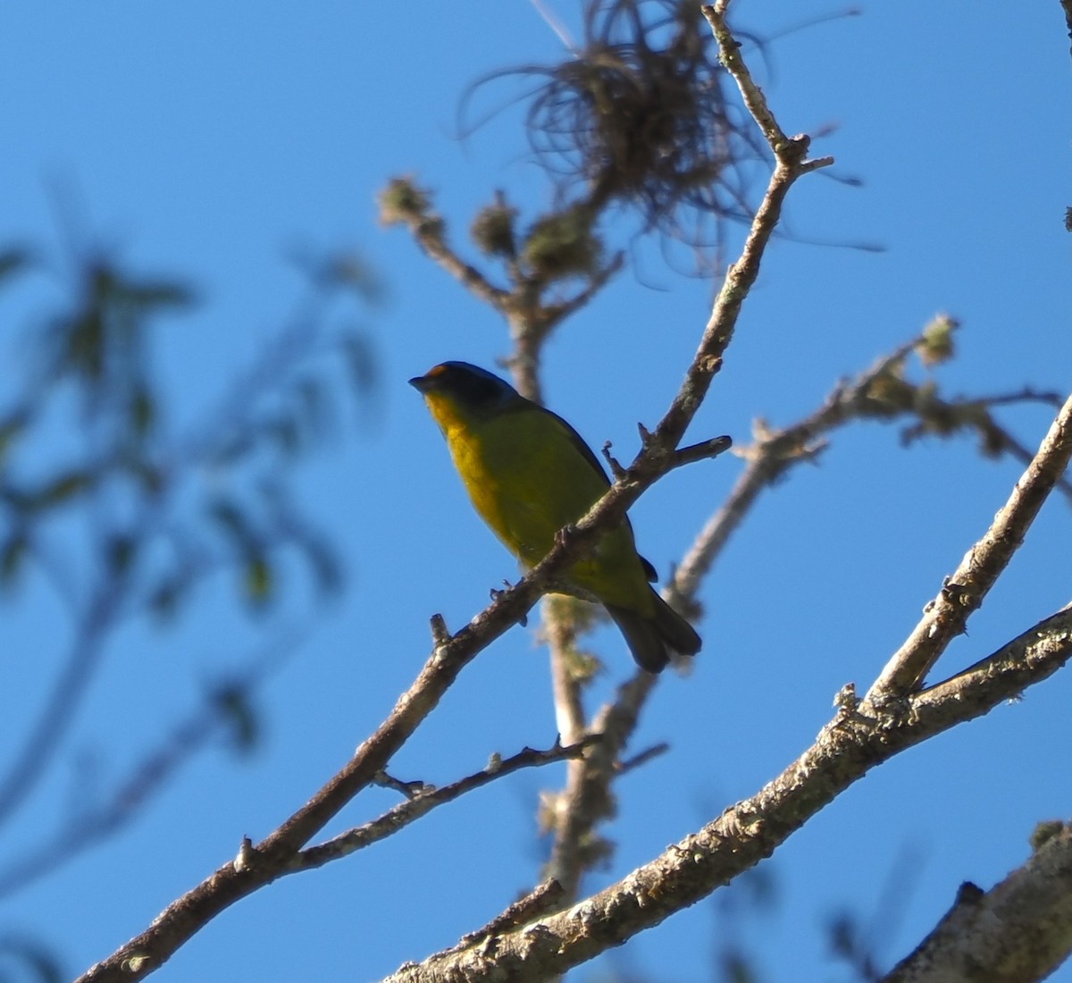 Hispaniolan Euphonia - ML647244979