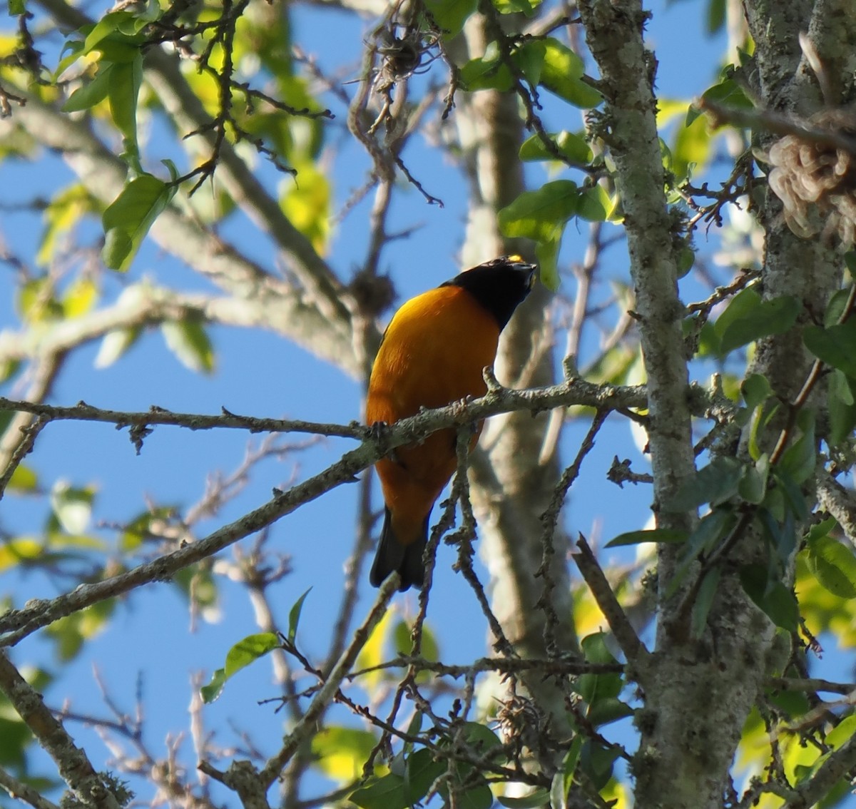 Hispaniolan Euphonia - ML647244980