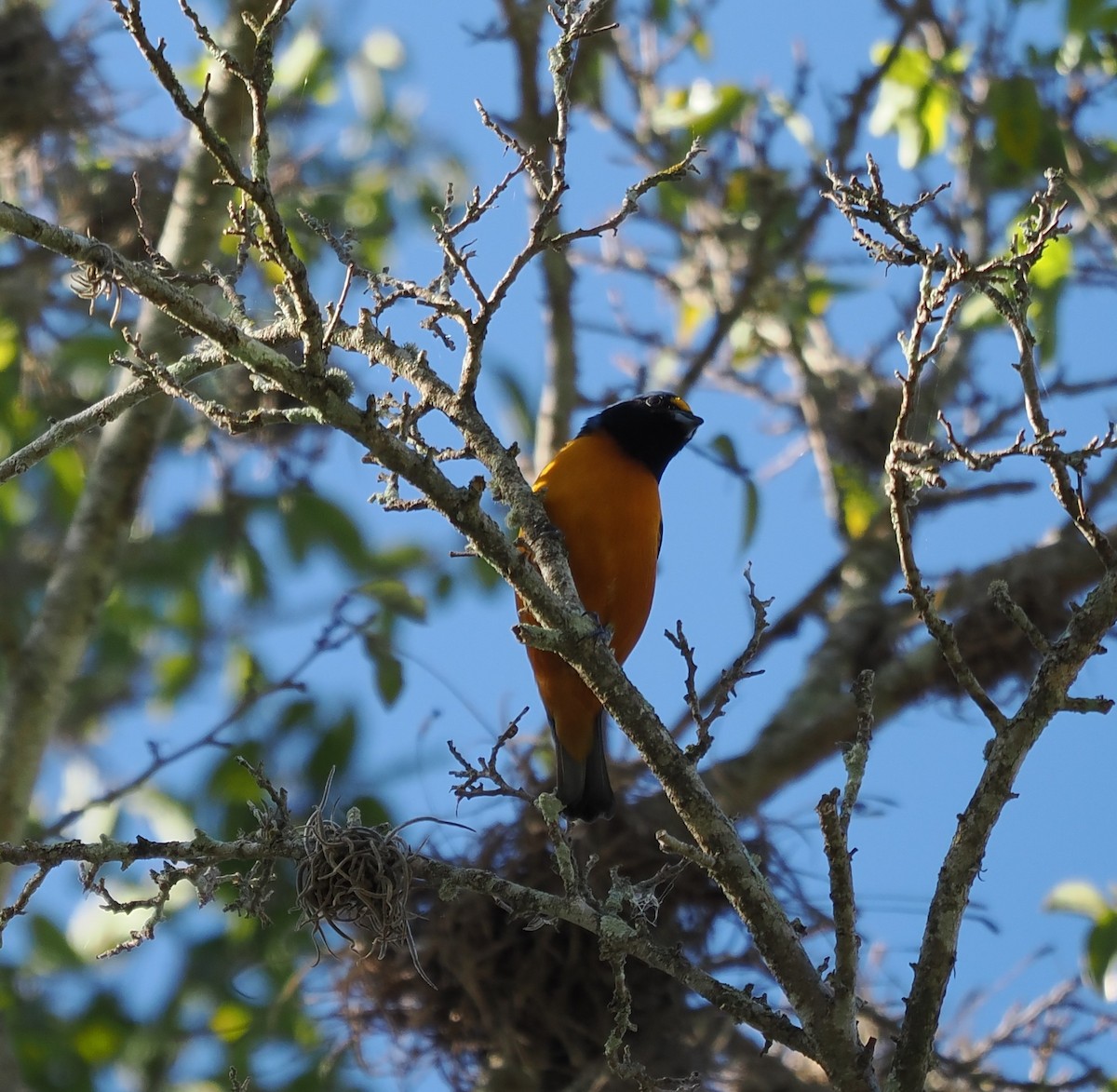 Hispaniolan Euphonia - ML647244981