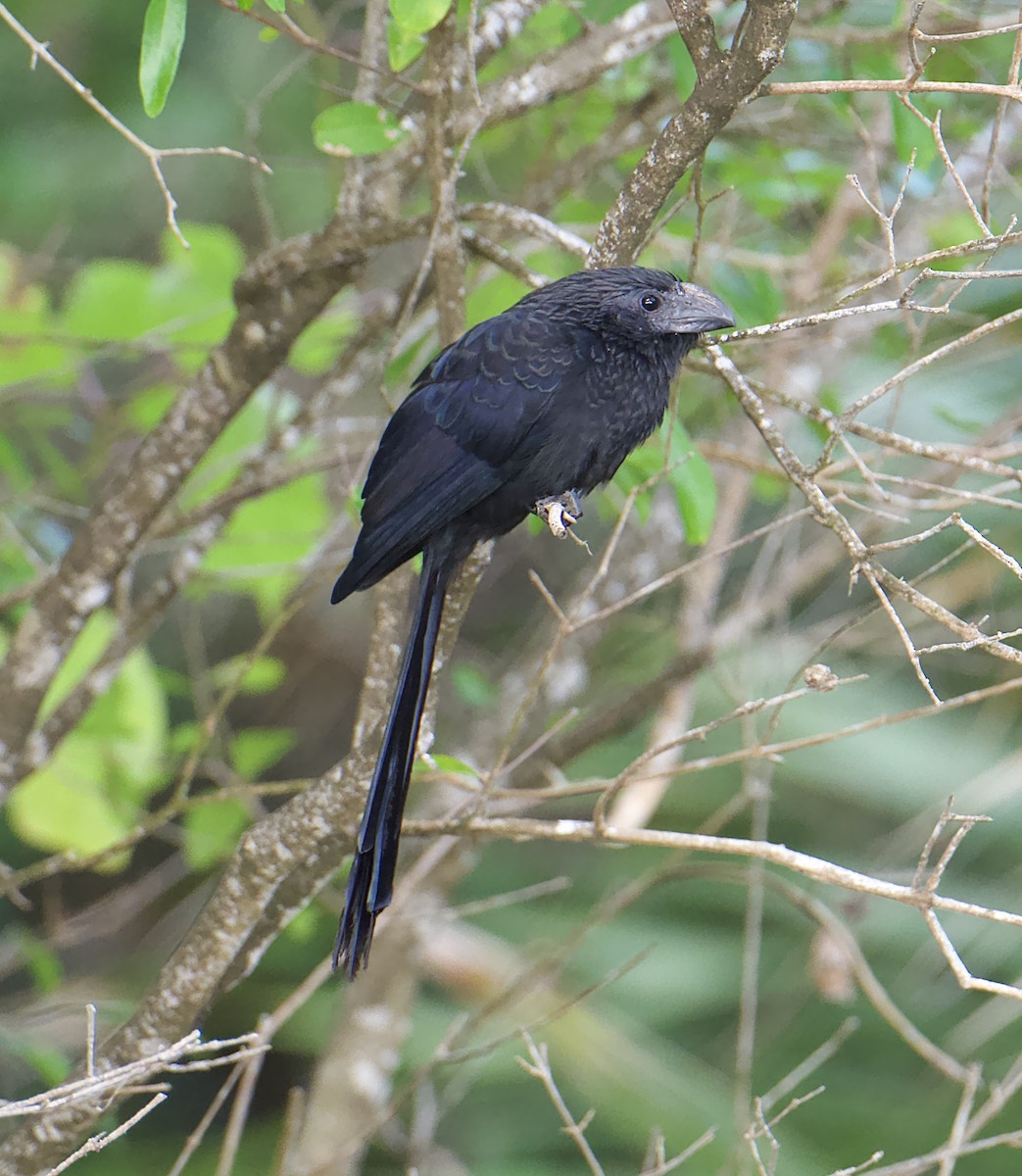 Groove-billed Ani - ML647244985