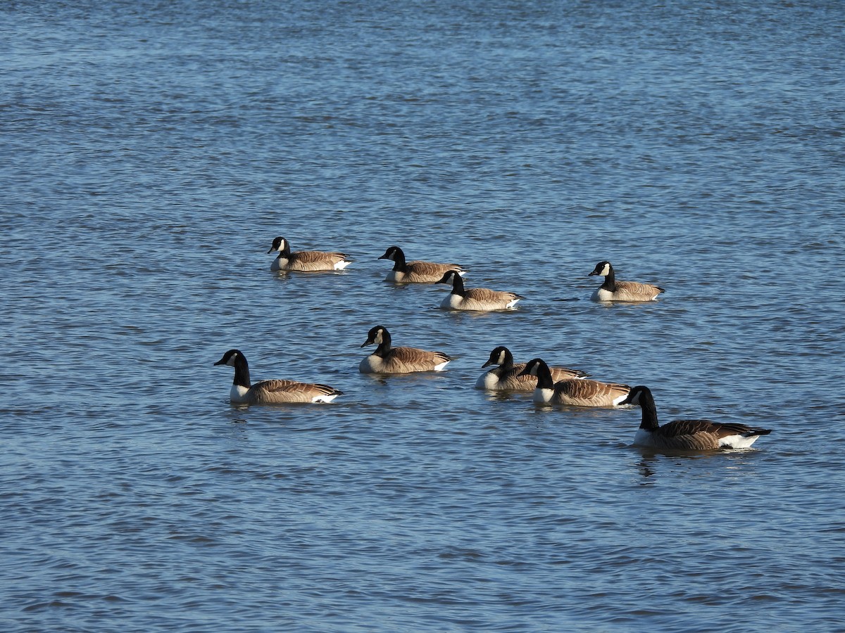 Branta kanadar handia - ML647245023