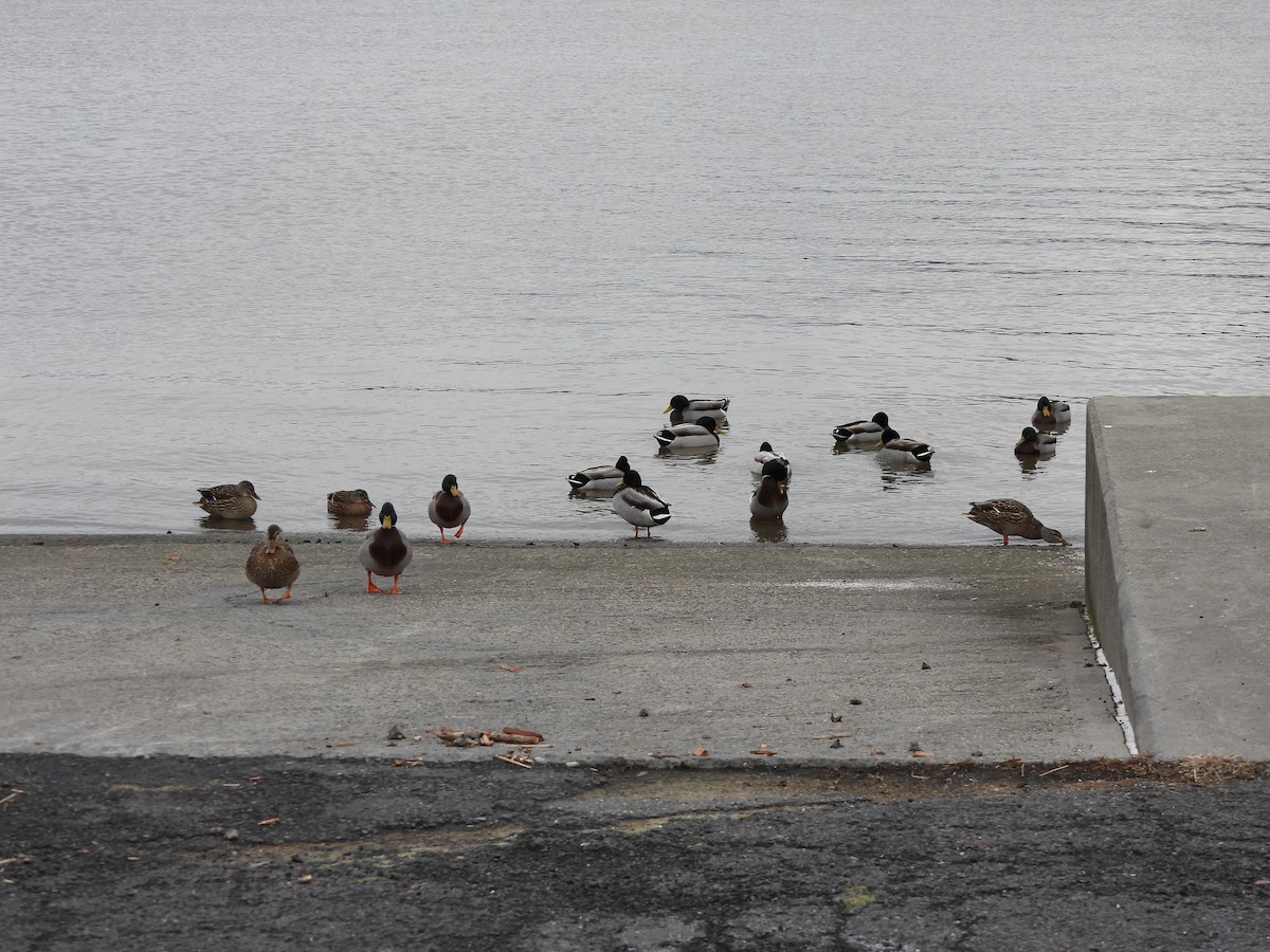 Basahatea - ML647245031