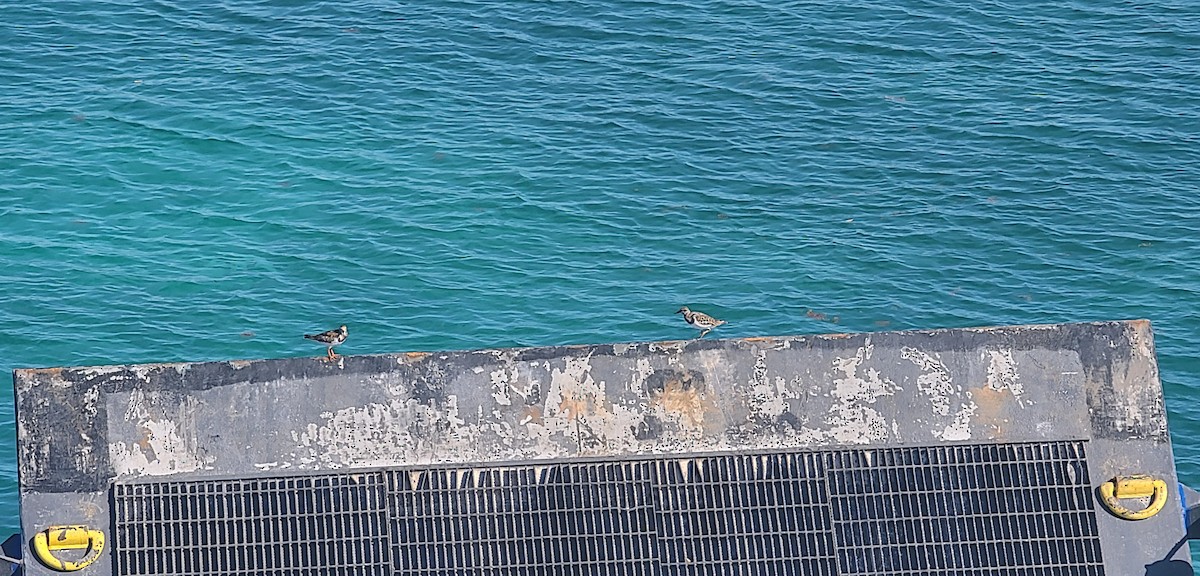 Ruddy Turnstone - ML647245036