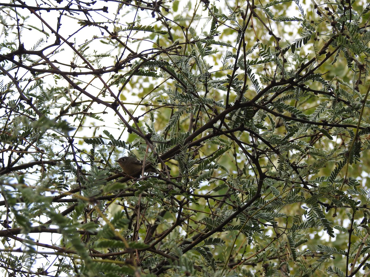 Rubingoldhähnchen - ML647245047