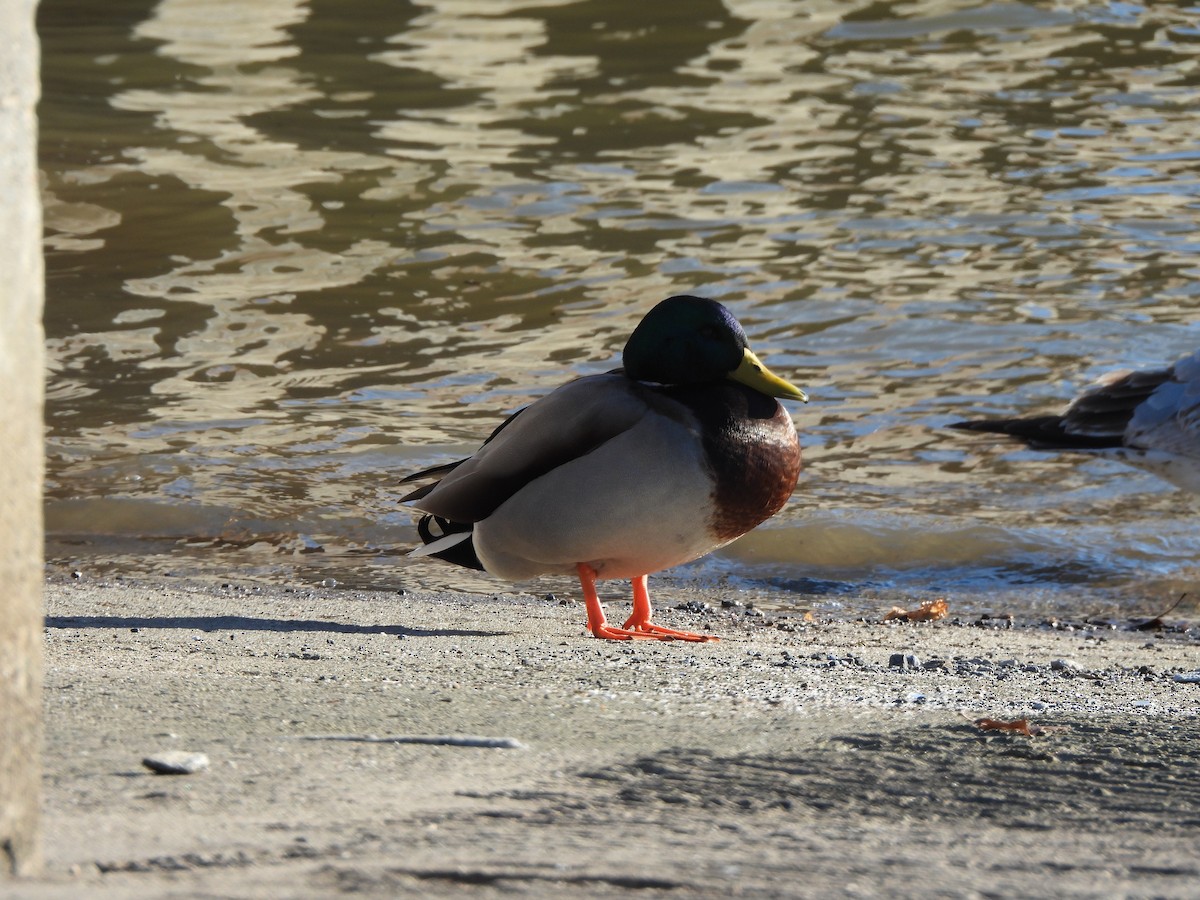 Basahatea - ML647245060