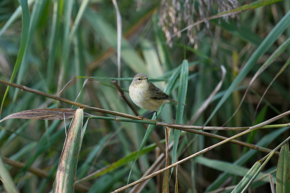 チフチャフ - ML647245080