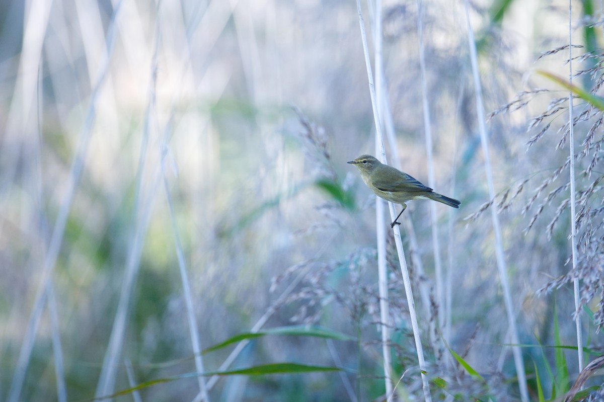 チフチャフ - ML647245081