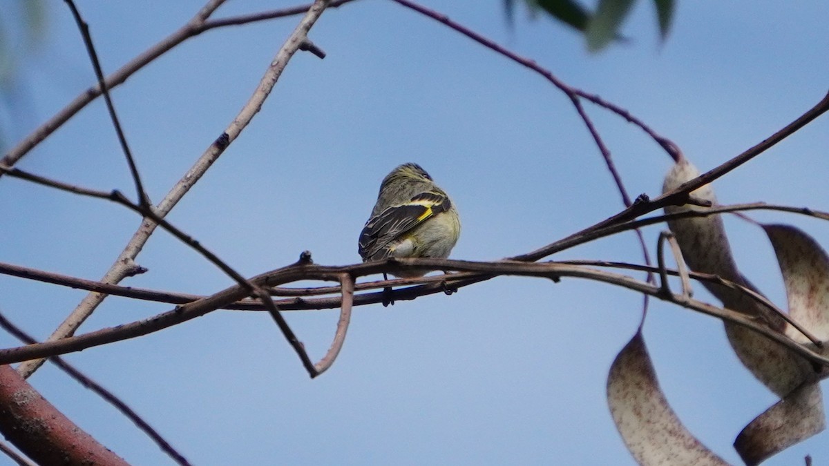 Hooded Siskin - ML647245093