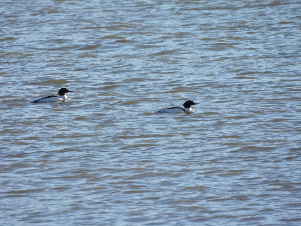 Zerra handia - ML647245099