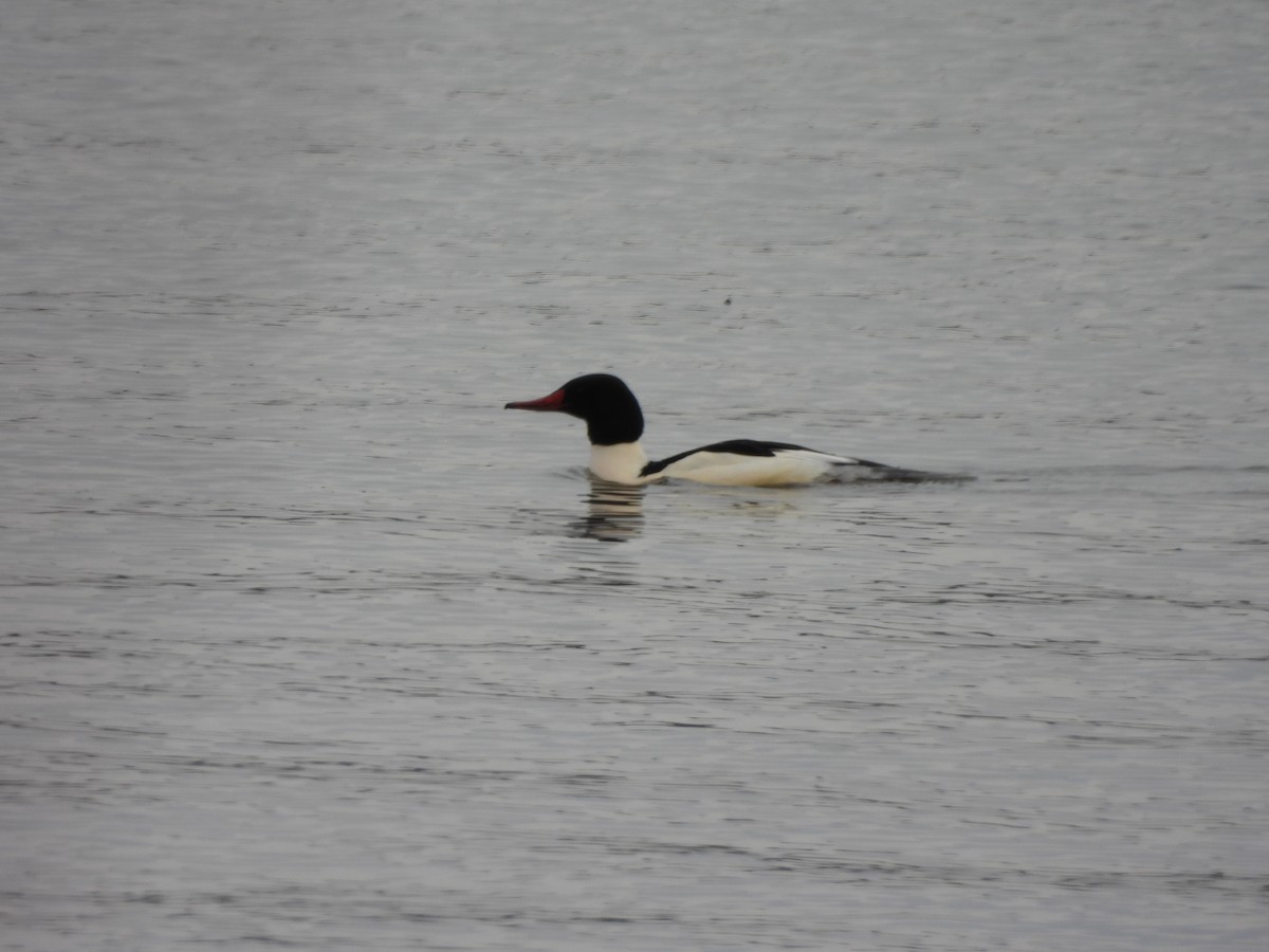 Zerra handia - ML647245102