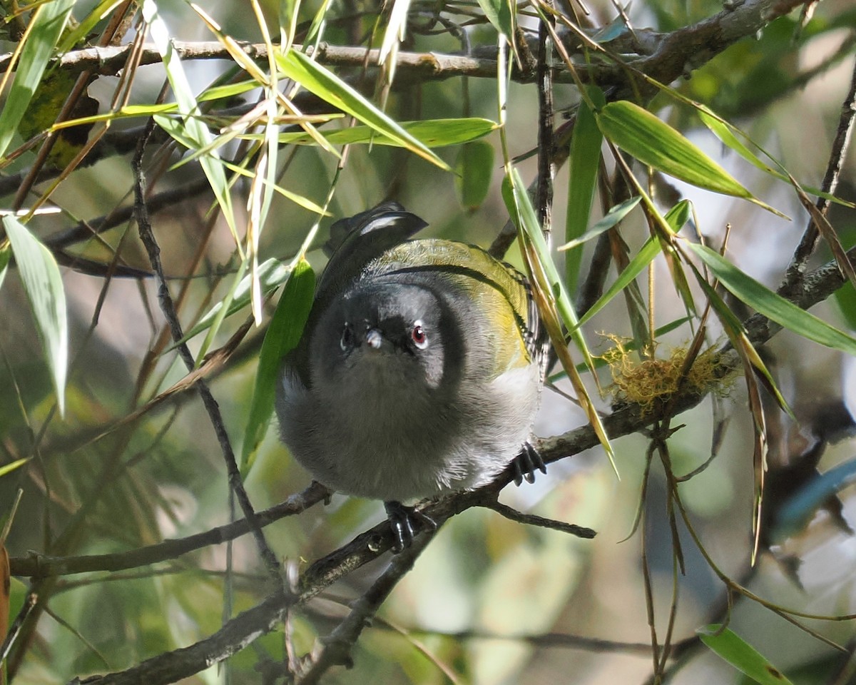 Green-tailed Warbler - ML647245105