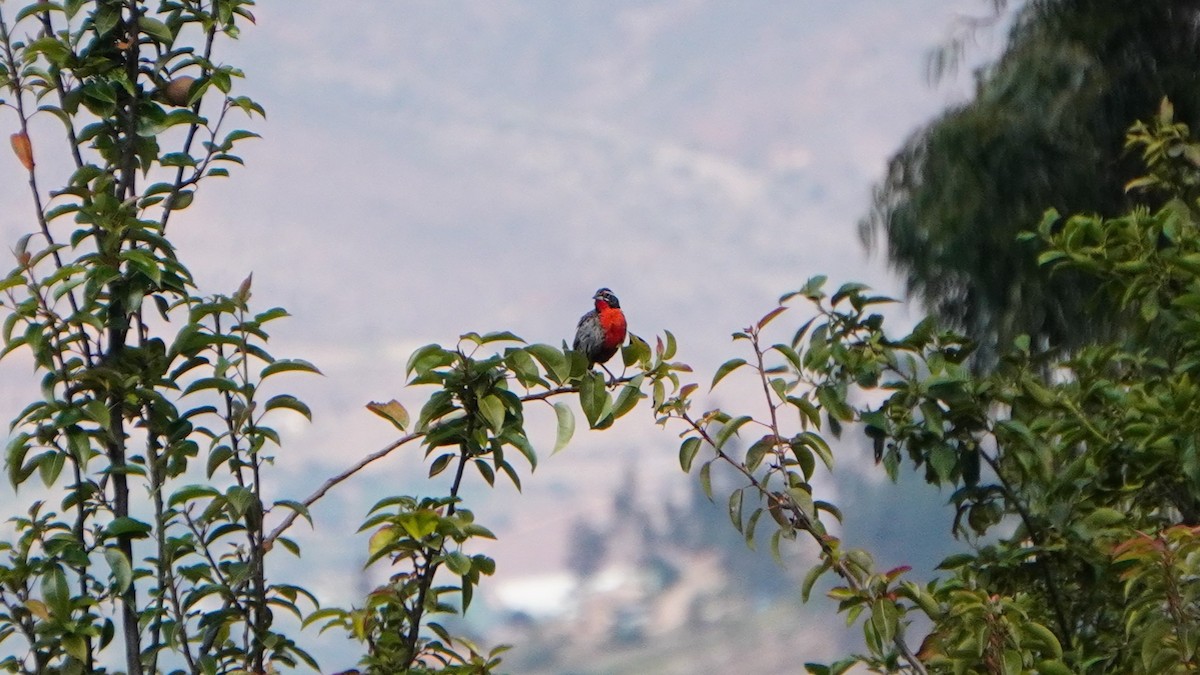 Sturnelle du Pérou - ML647245106