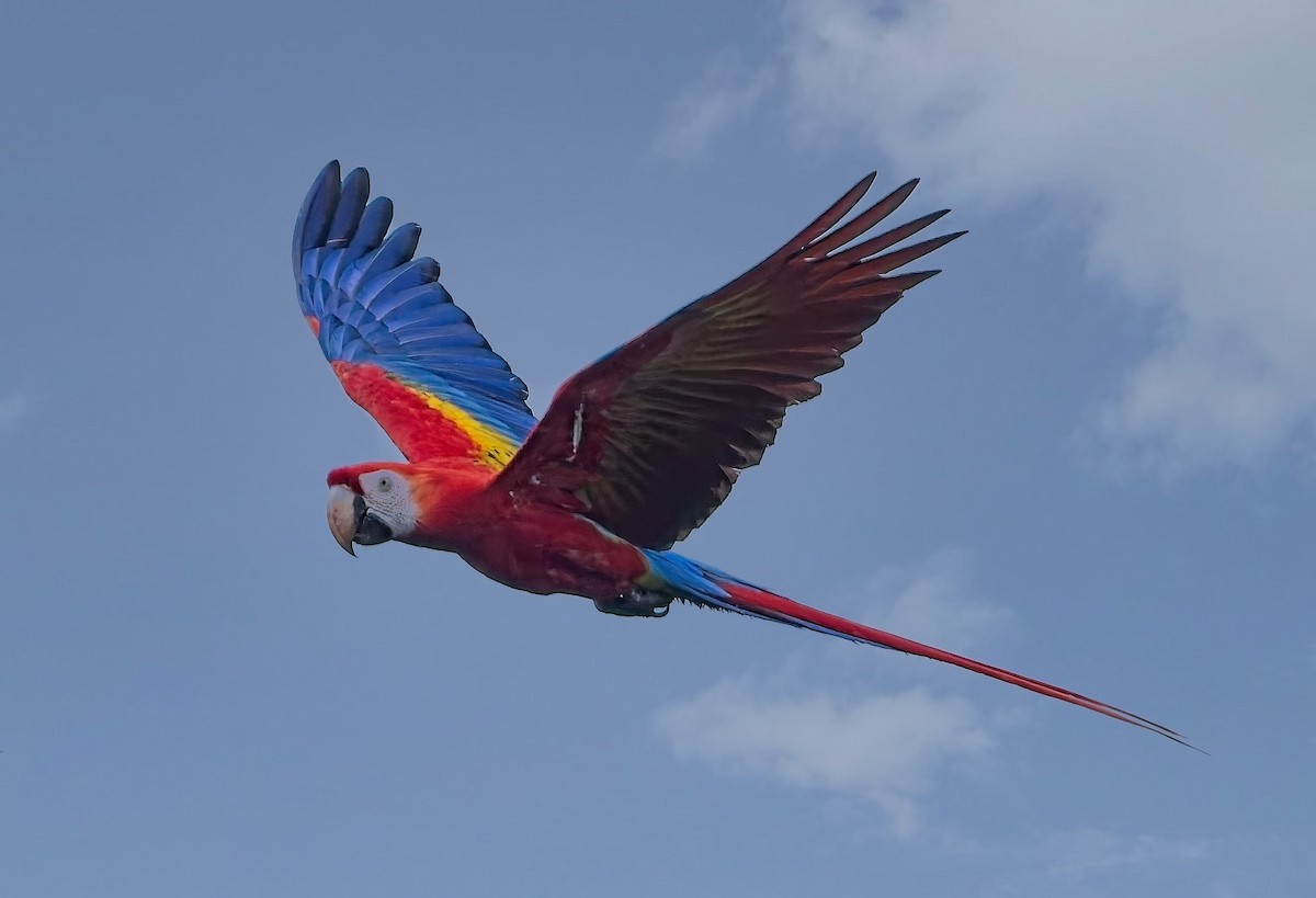Scarlet Macaw - ML647245131