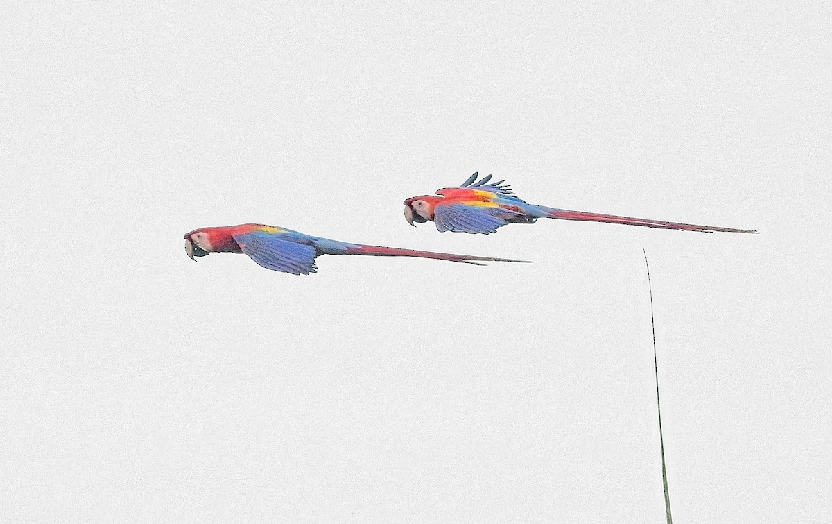 Scarlet Macaw - ML647245132