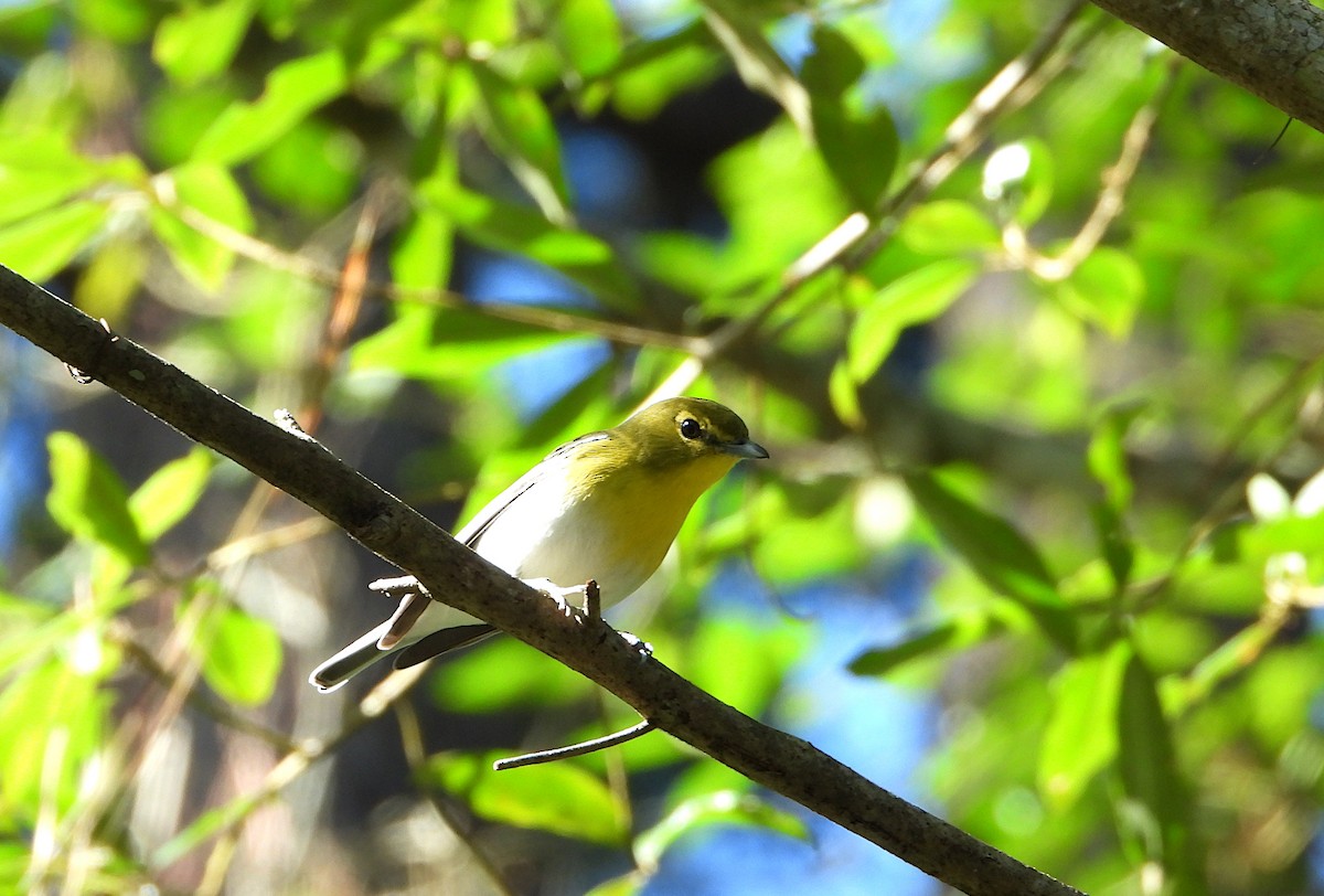 Yellow-throated Vireo - ML647245135