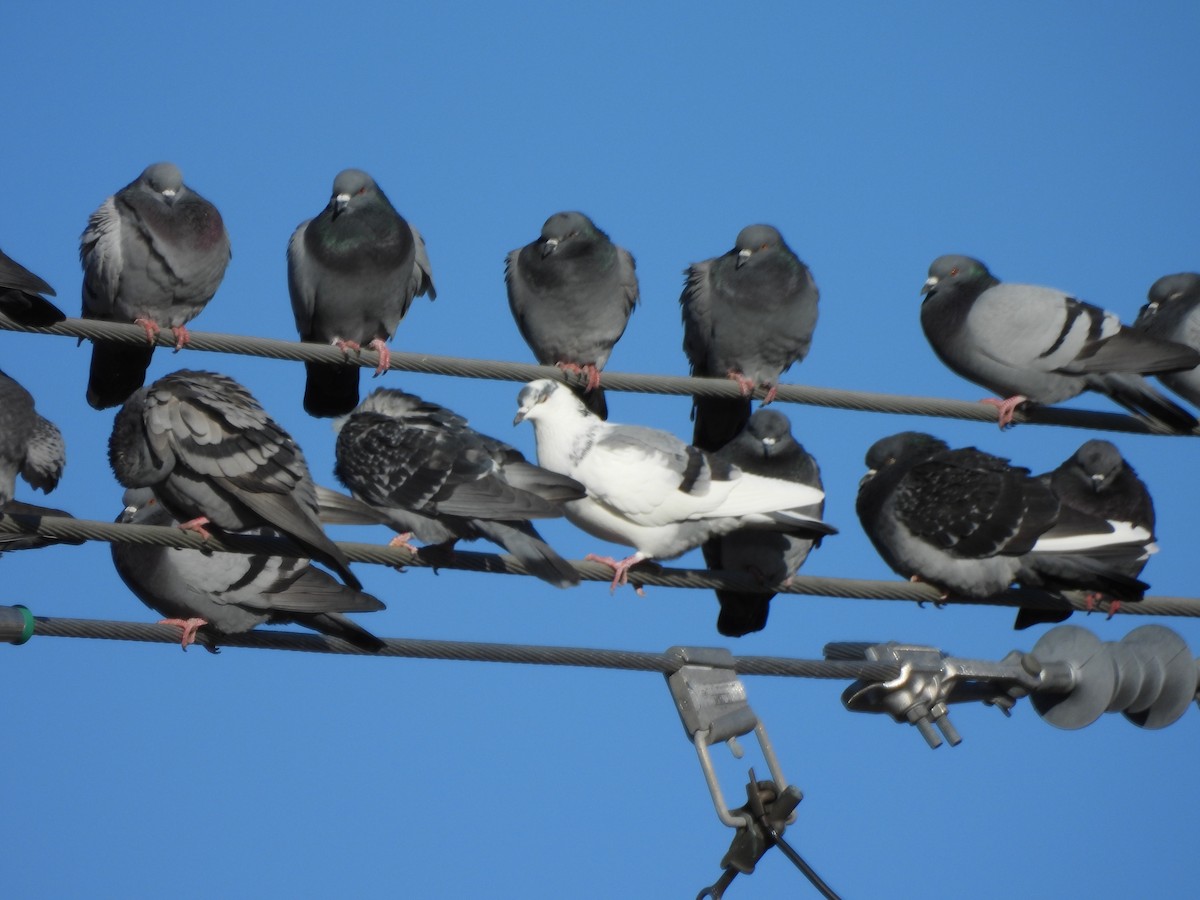 Rock Pigeon (Feral Pigeon) - ML647245140