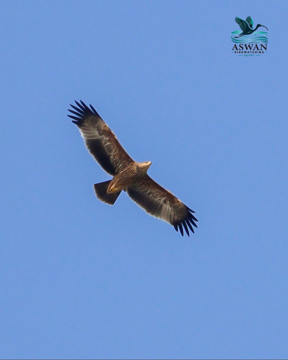 Aquila imperiale - ML647245142