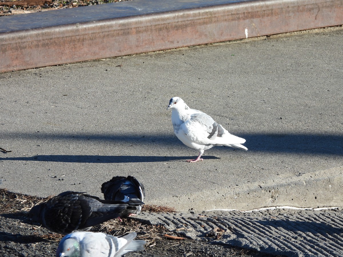 Rock Pigeon (Feral Pigeon) - ML647245143