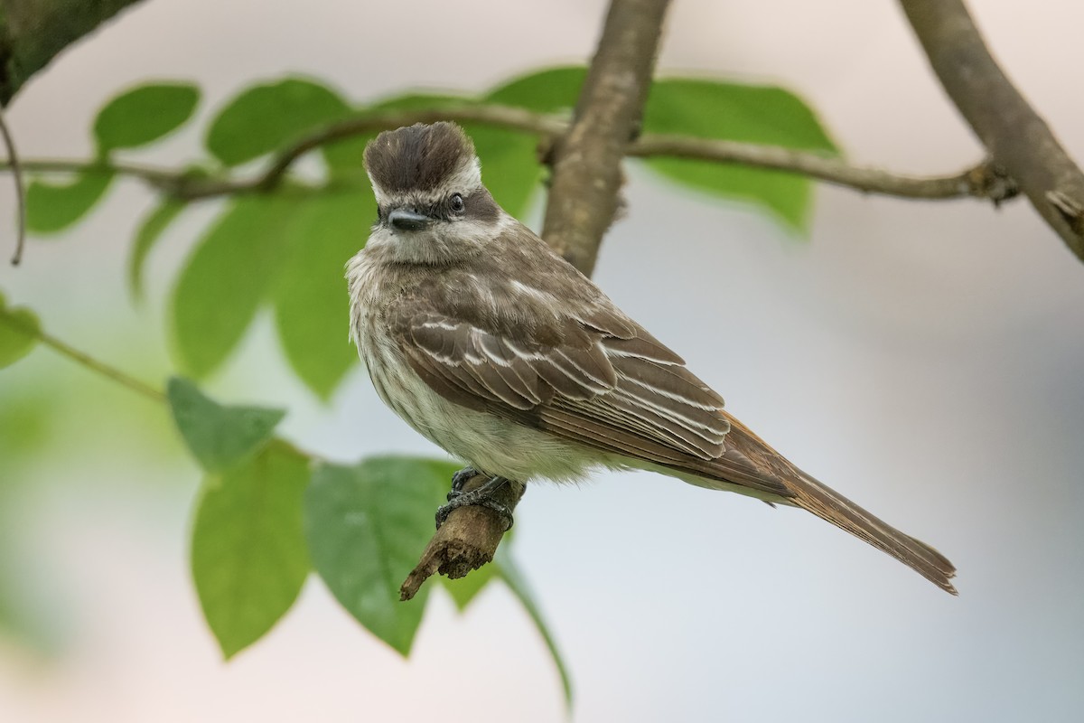 Variegated Flycatcher - ML647245149