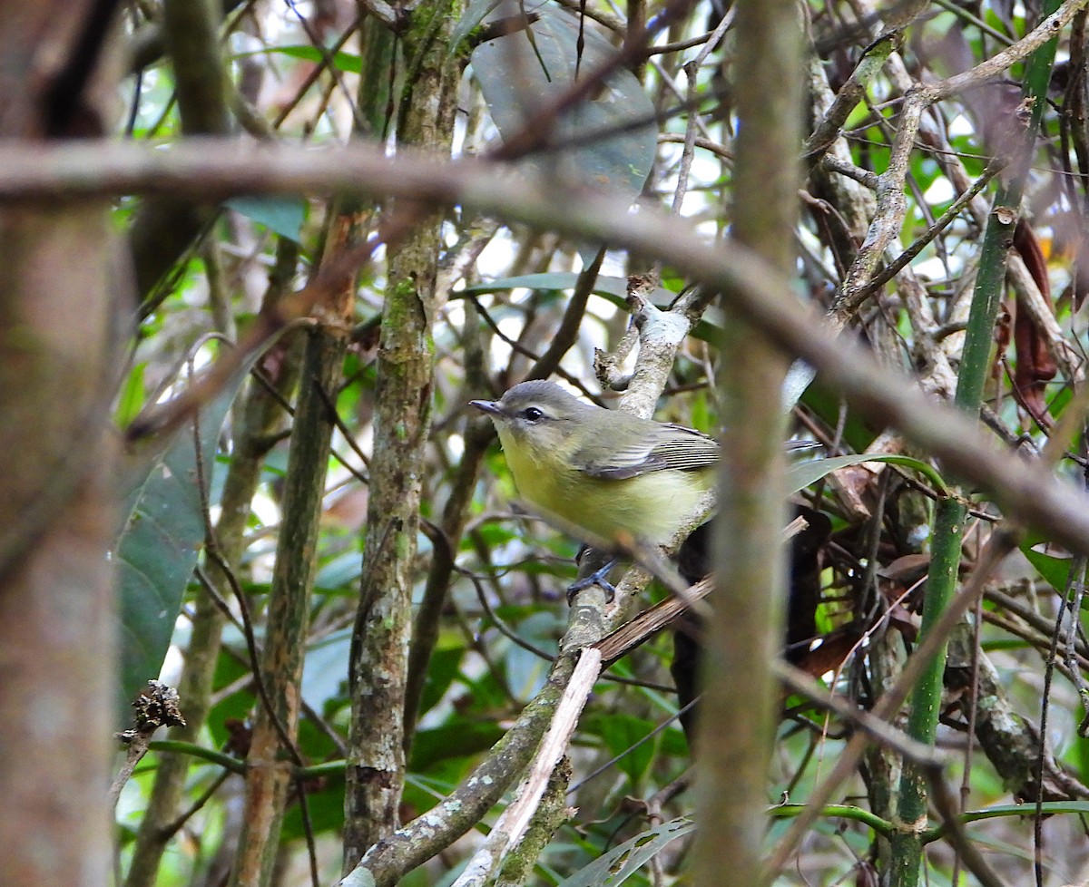 Bireo filadelfiarra - ML647245156