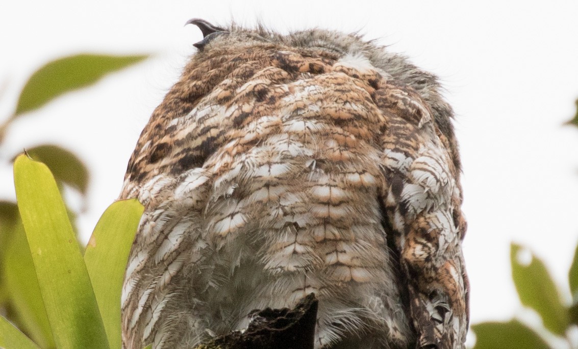 Great Potoo - ML647245157