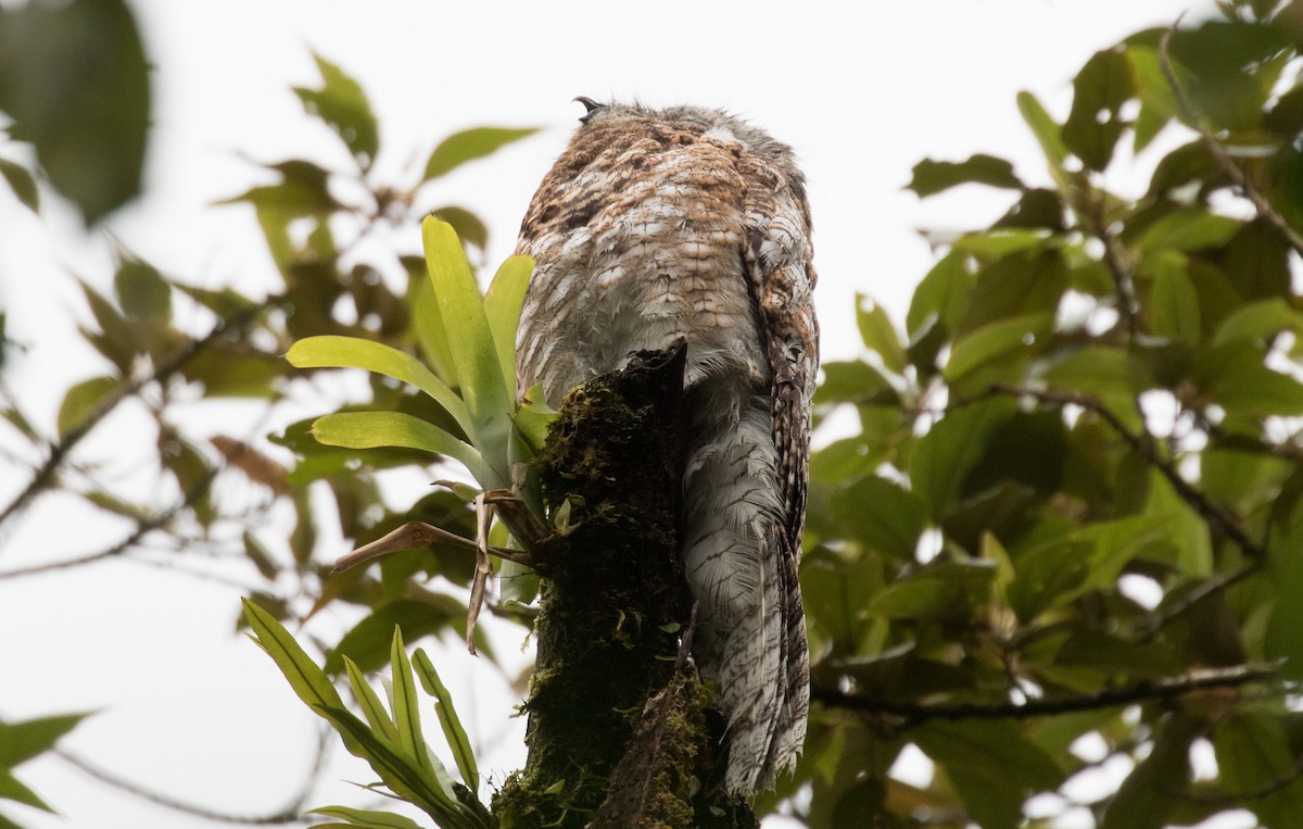 Great Potoo - ML647245159