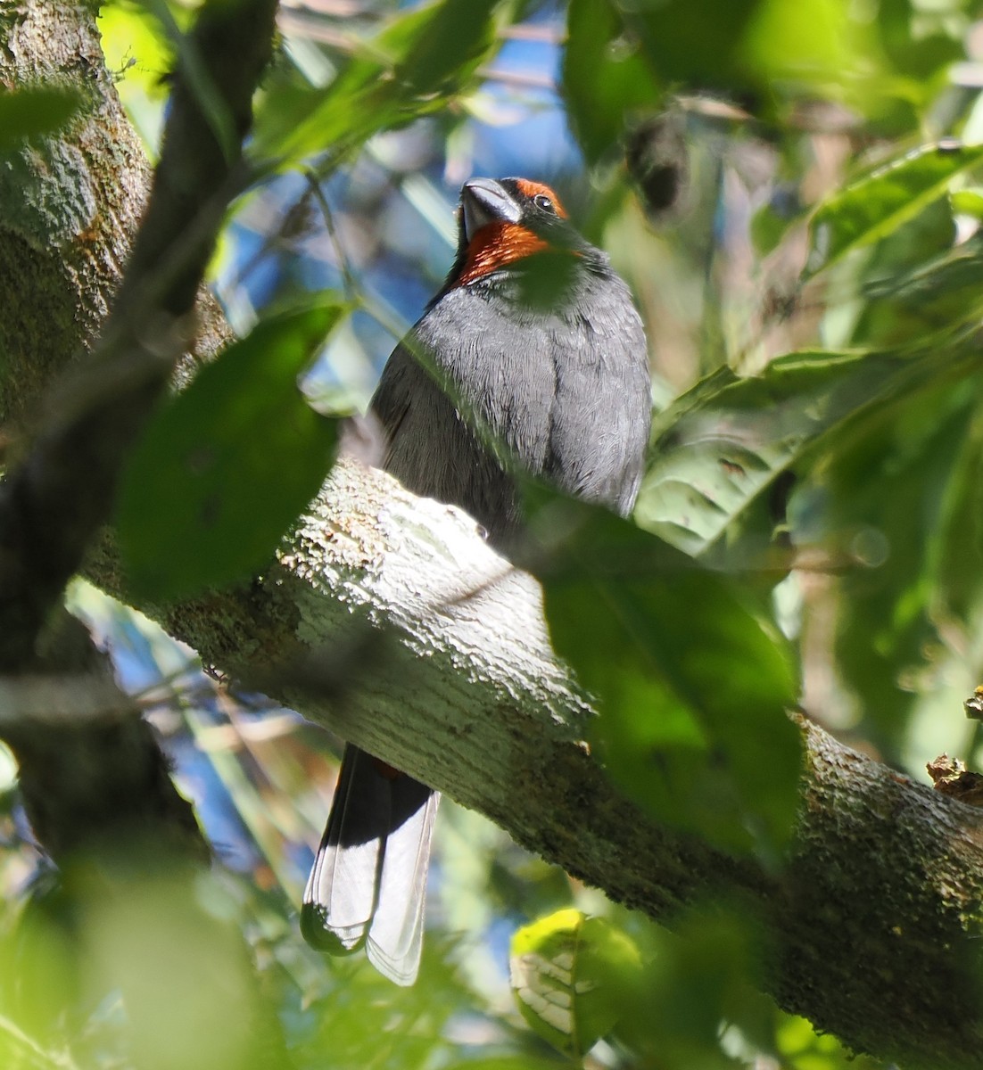 Greater Antillean Bullfinch - ML647245160