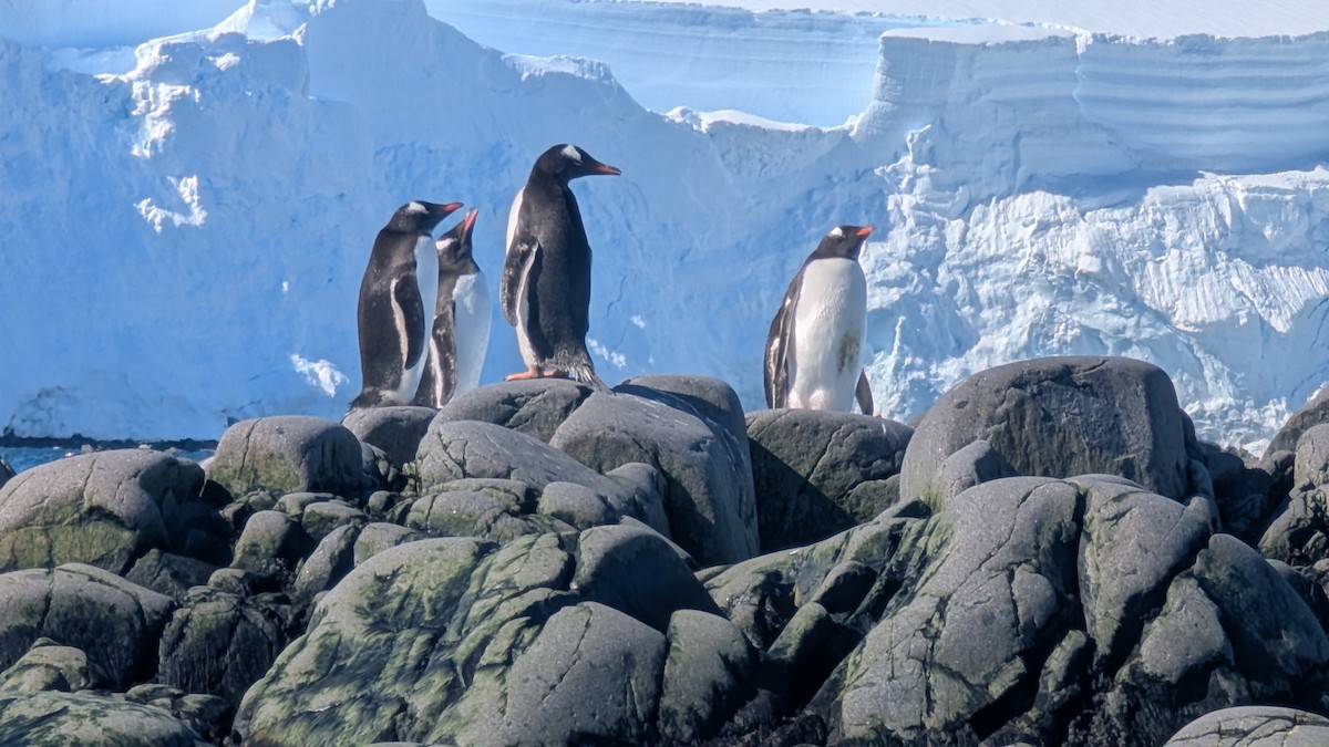 Gento Pengueni - ML647245168