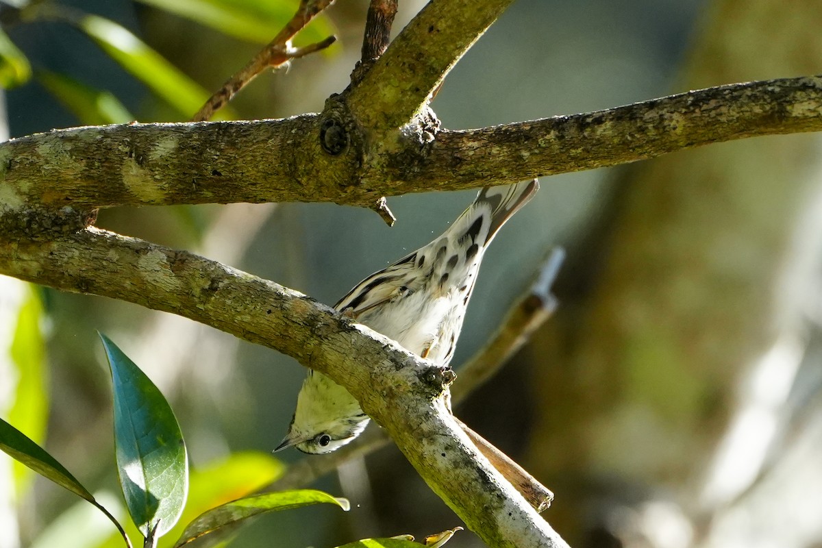Black-and-white Warbler - ML647245178