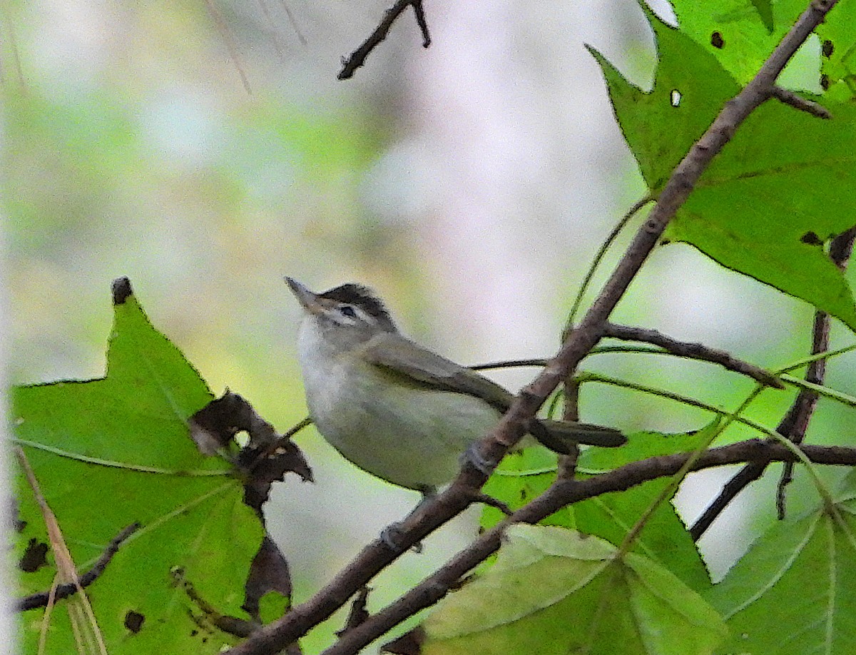 Brown-capped Vireo - ML647245187