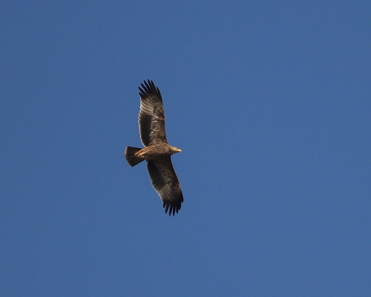 Aquila imperiale - ML647245188