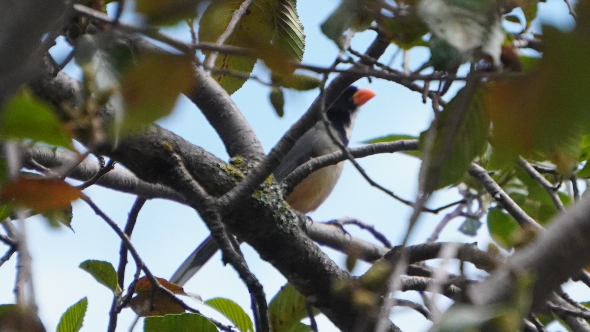 oransjenebbsaltator - ML647245191