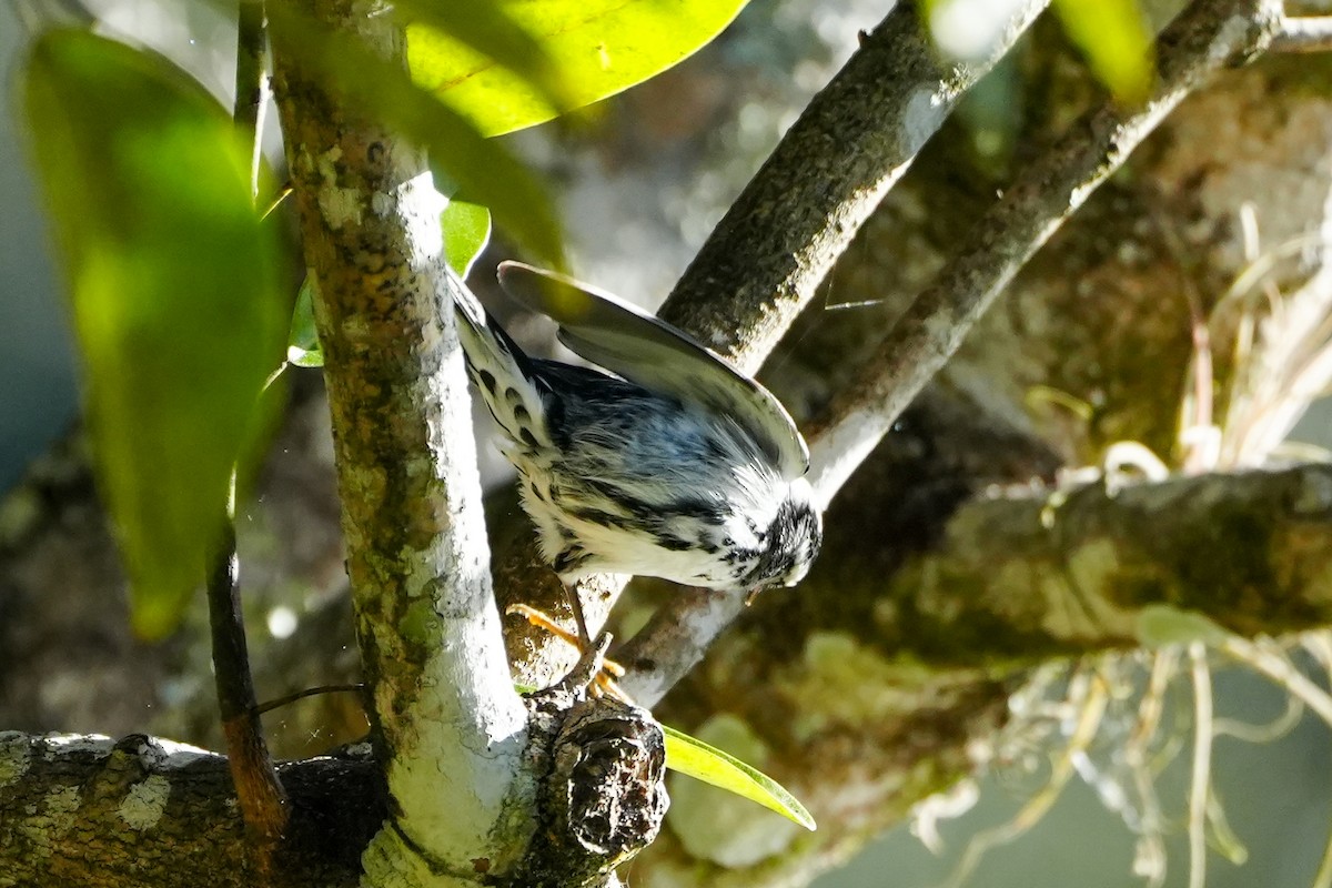 Black-and-white Warbler - ML647245194