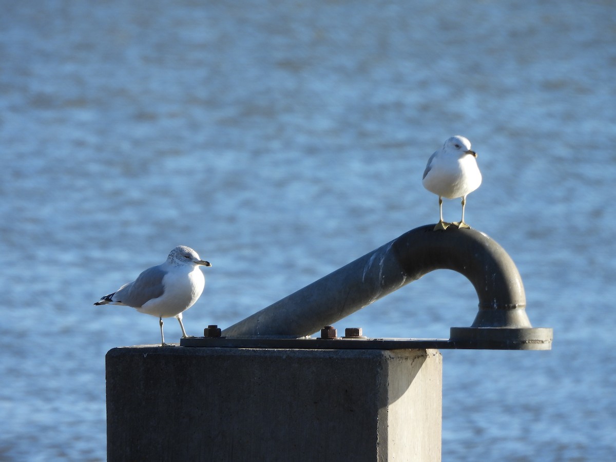Ring-billed Gull - ML647245200