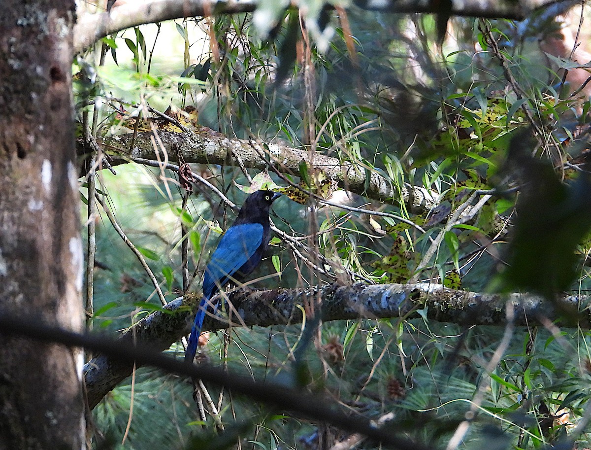 Bushy-crested Jay - ML647245201
