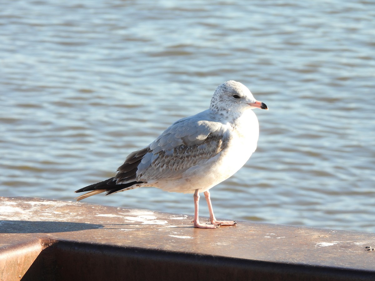 Ring-billed Gull - ML647245203