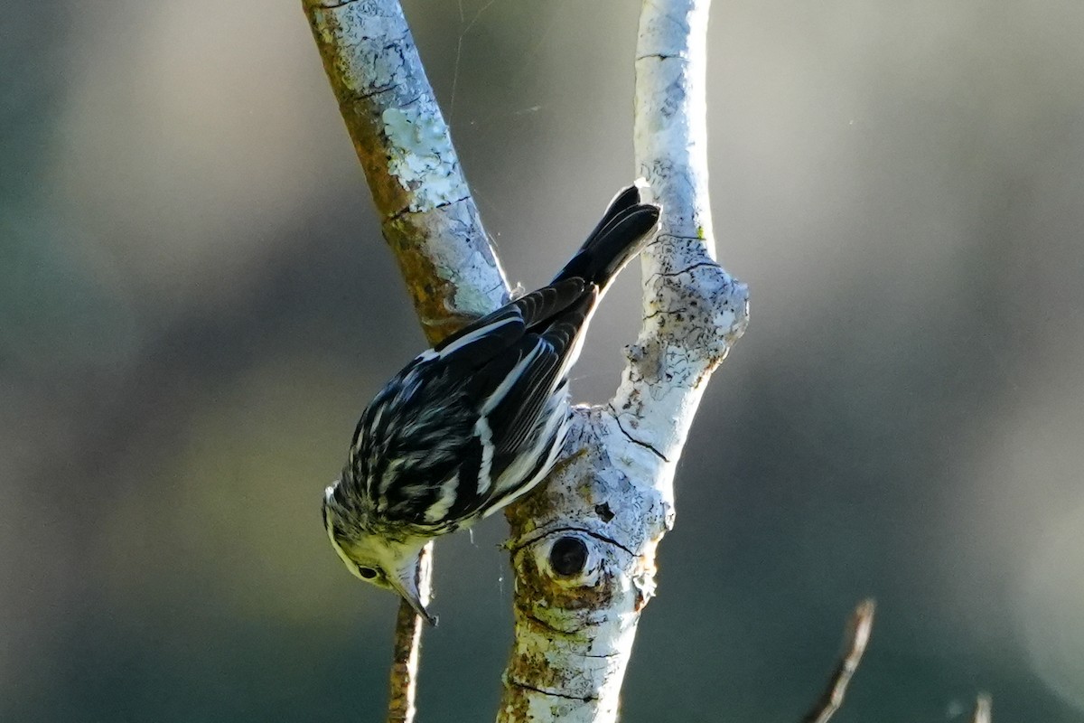 Black-and-white Warbler - ML647245213