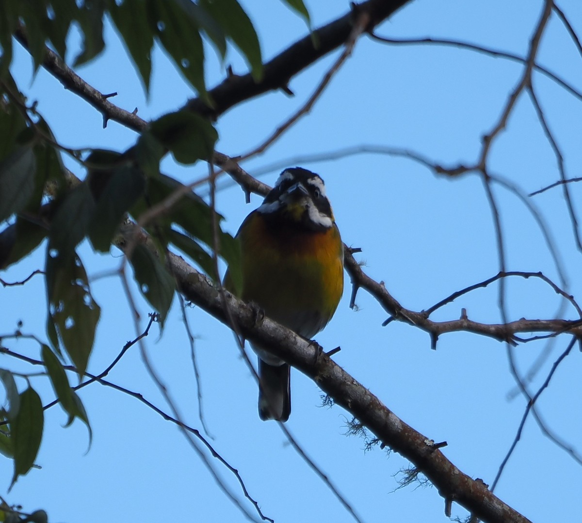 Hispaniolan Spindalis - ML647245214