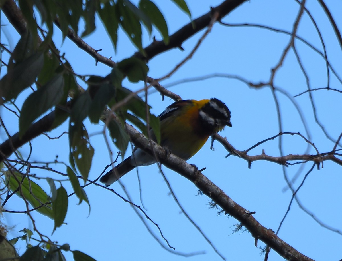 Hispaniolan Spindalis - ML647245215