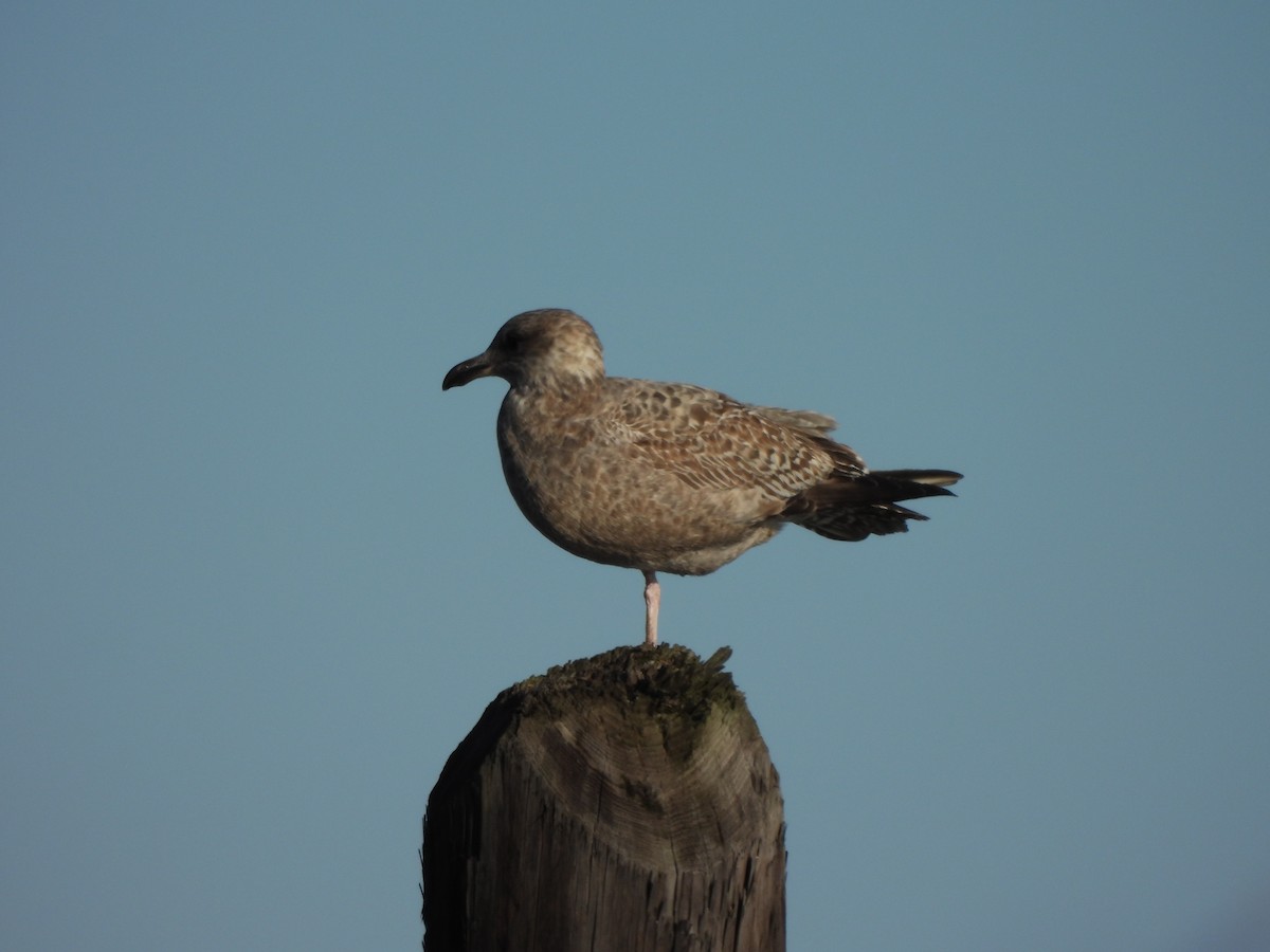 American Herring Gull - ML647245227