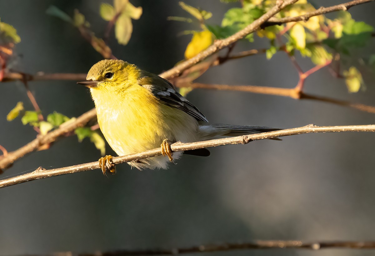 Pine Warbler - ML647245232