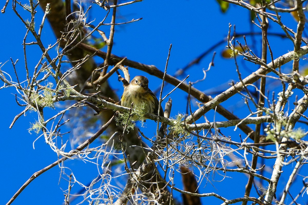 Yellow-rumped Warbler - ML647245234
