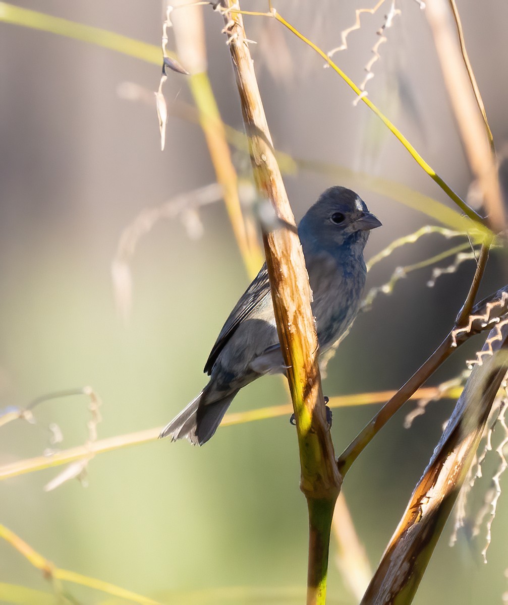 Indigo Bunting - ML647245240