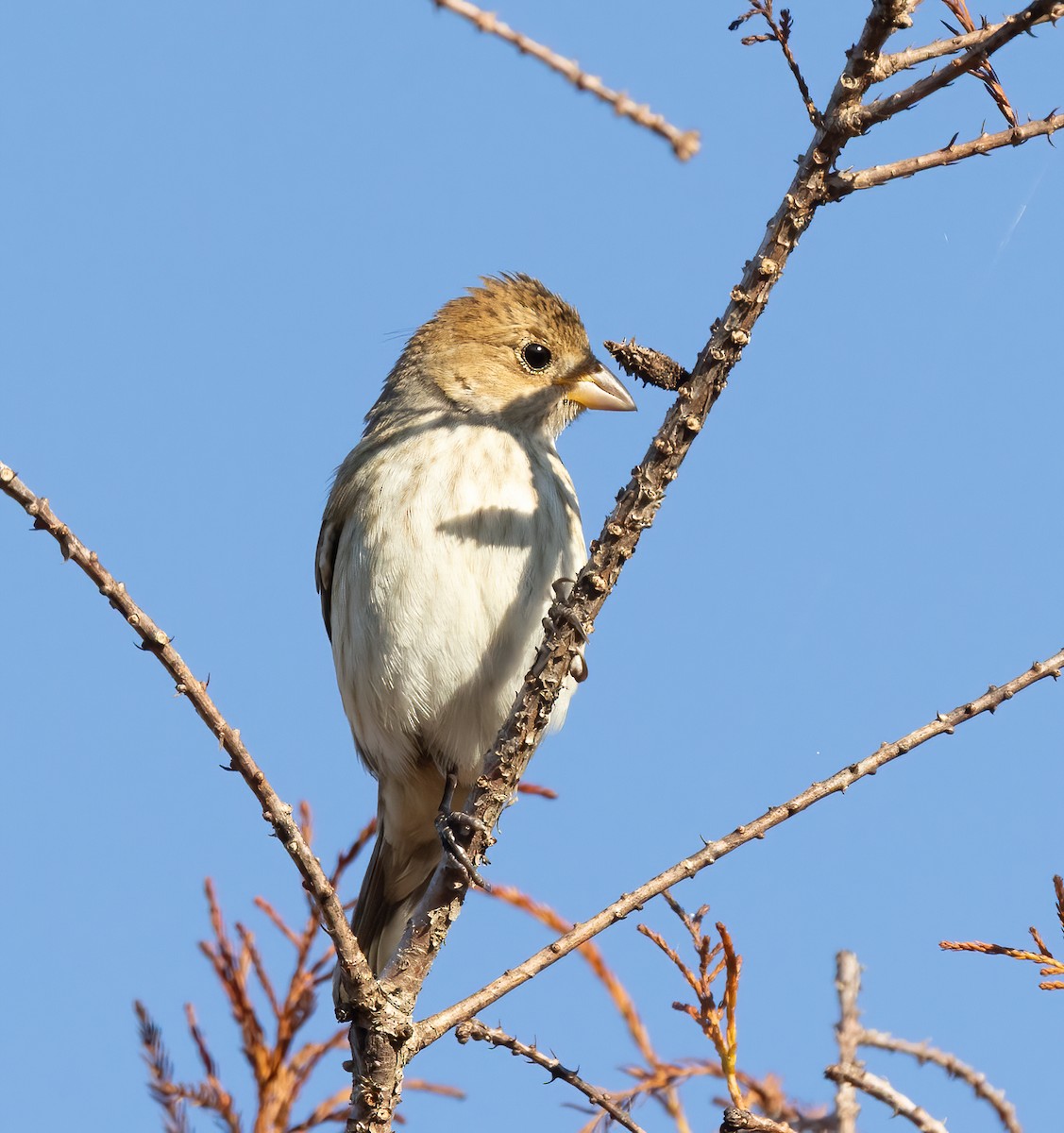 Indigo Bunting - ML647245241