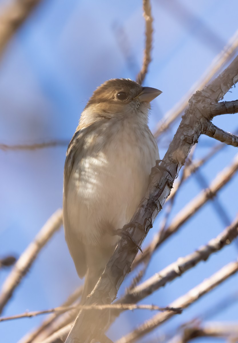 Indigo Bunting - ML647245242