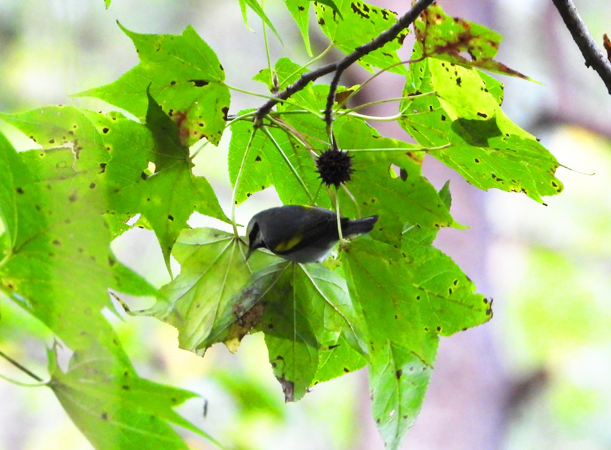 Golden-winged Warbler - ML647245249