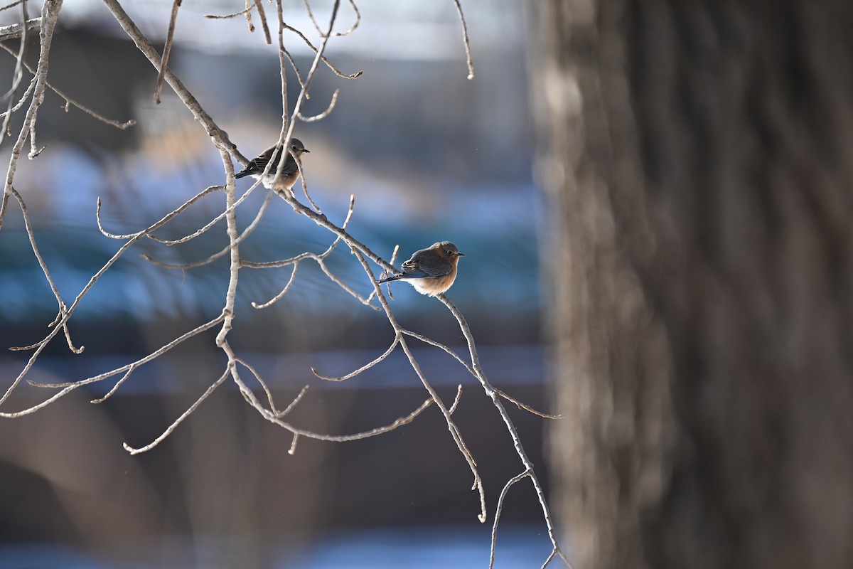 Eastern Bluebird - ML647245251