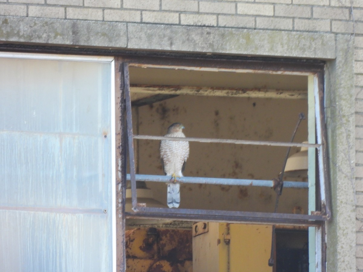 Cooper's Hawk - ML647245253