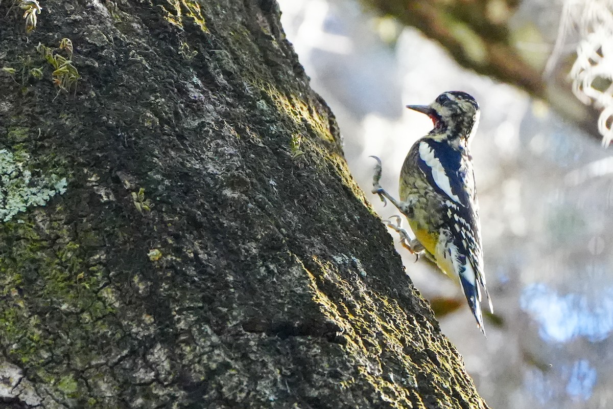Yellow-bellied Sapsucker - ML647245260